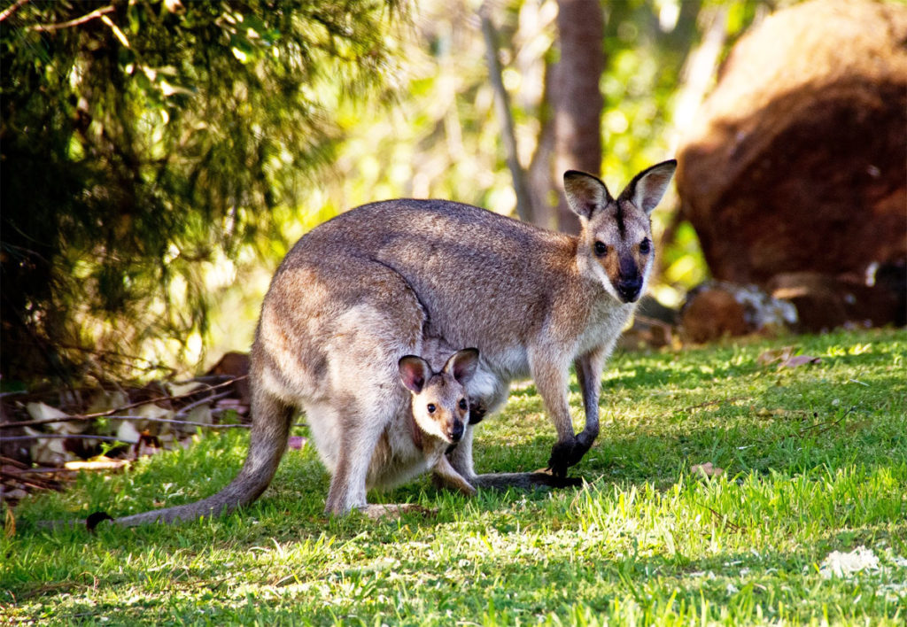 Wallabies in Australien