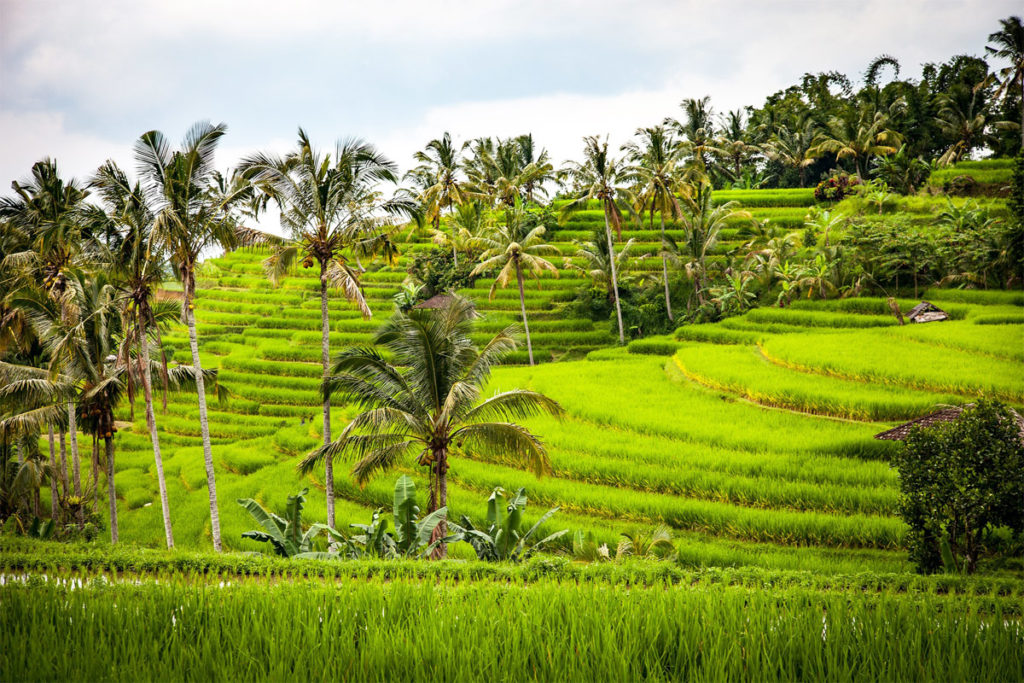 außergewöhnliche Flitterwochen Ziele, Reisterrassen in Bali Indonesien